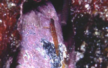 To FishBase images (<i>Corcyrogobius lubbocki</i>, by Wirtz, P.)