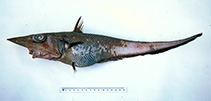 To FishBase images (<i>Coelorinchus macrorhynchus</i>, Australia, by Graham, K.)