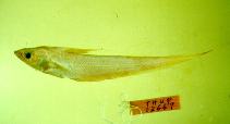 To FishBase images (<i>Coryphaenoides marginatus</i>, Chinese Taipei, by Shao, K.T.)