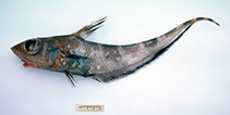 Image of Coelorinchus maurofasciatus (Dark banded rattail)