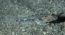 To FishBase images (<i>Coryphopterus maximus</i>, Philippines, by Randall, J.E.)