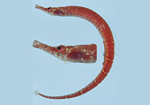 To FishBase images (<i>Cosmocampus maxweberi</i>, Palau, by Winterbottom, R.)