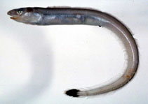 Image of Congriscus megastoma 