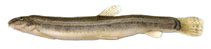 To FishBase images (<i>Cobitis melanoleuca gladkovi</i>, Ukraine, by Shandikov, G.A.)