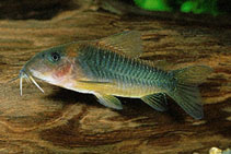 Image of Corydoras melanotaenia (Green gold catfish)