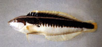 To FishBase images (<i>Coris musume</i>, Chinese Taipei, by The Fish Database of Taiwan)
