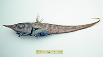 To FishBase images (<i>Coelorinchus mycterismus</i>, Australia, by Graham, K.)