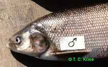To FishBase images (<i>Coregonus nasus</i>, Alaska, by Kline, T.)