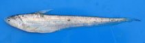 Image of Coilia nasus (Japanese grenadier anchovy)