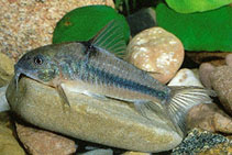 To FishBase images (<i>Corydoras nattereri</i>, by AquaNet)