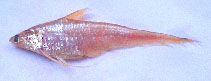 Image of Coilia neglecta (Neglected grenadier anchovy)