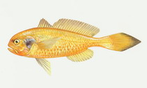 To FishBase images (<i>Collichthys niveatus</i>, by CAFS)