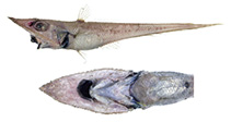 To FishBase images (<i>Coelorinchus obscuratus</i>, by McMillan & Iwamoto)