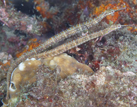 Image of Corythoichthys ocellatus (Ocellated pipefish)