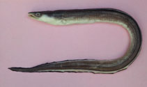 To FishBase images (<i>Conger orbignianus</i>, Brazil, by Carvalho Filho, A.)