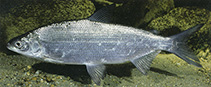 To FishBase images (<i>Coregonus peled</i>, Czechia, by Hartl, A.)