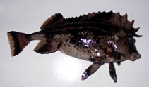 Image of Congiopodus peruvianus (Horsefish)