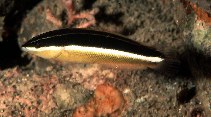 To FishBase images (<i>Coris pictoides</i>, Philippines, by Randall, J.E.)