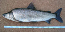 To FishBase images (<i>Coregonus pidschian</i>, Alaska, by Runfola, D.M.)