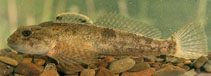 To FishBase images (<i>Cottus poecilopus</i>, Slovakia, by Sediva, A.)