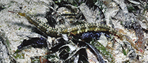 To FishBase images (<i>Corythoichthys polynotatus</i>, Indonesia, by Tonozuka, T.)