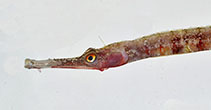 To FishBase images (<i>Cosmocampus profundus</i>, Curaçao I., by Baldwin, C.C.)
