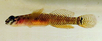 Image of Corcyrogobius pulcher (Senegal goby)