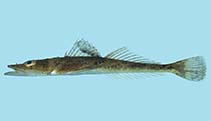 To FishBase images (<i>Cociella punctata</i>, Palau, by Winterbottom, R.)