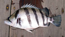 To FishBase images (<i>Datnioides quadrifasciatus</i>, Thailand, by Jean-Francois Helias / Fishing Adventures Thailand)