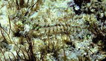 To FishBase images (<i>Coralliozetus rosenblatti</i>, Mexico, by Robertson, R.)