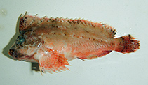 To FishBase images (<i>Cocotropus roseus</i>, India, by Paramasivam, K.)