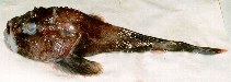 To FishBase images (<i>Cottunculus sadko</i>, by Dolgov, A.)