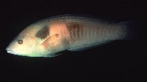 To FishBase images (<i>Coris sandageri</i>, New Zealand, by Randall, J.E.)
