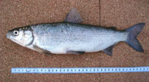 To FishBase images (<i>Coregonus sardinella</i>, Alaska, by Runfola, D.M.)