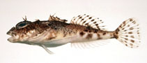 To FishBase images (<i>Cottiusculus schmidti</i>, Japan, by Suzuki, T.)