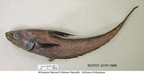 To FishBase images (<i>Coryphaenoides semiscaber</i>, Philippines, by MNHN)