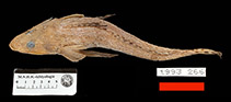 To FishBase images (<i>Cociella somaliensis</i>, Somalia, by MNHN)