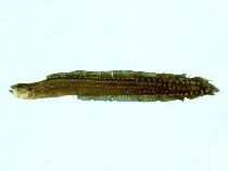 To FishBase images (<i>Congrogadus spinifer</i>, by CSIRO)