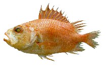 To FishBase images (<i>Corniger spinosus</i>, by JAMARC)