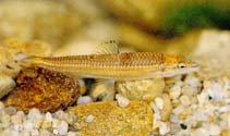To FishBase images (<i>Coreoleuciscus splendidus</i>, Korea (South), by Kim, I.-S.)