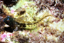 To FishBase images (<i>Coralliozetus springeri</i>, Panama, by Robertson, R.)