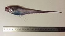 To FishBase images (<i>Coryphaenoides subserrulatus</i>, Argentina, by Scarlato, N.)