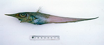 To FishBase images (<i>Coelorinchus supernasutus</i>, Australia, by Graham, K.)