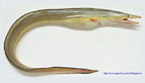 To FishBase images (<i>Congresox talabonoides</i>, Singapore, by Chua, E.)