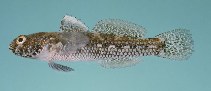 To FishBase images (<i>Coryogalops tessellatus</i>, Bahrain, by Randall, J.E.)