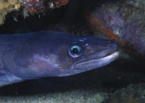 To FishBase images (<i>Conger triporiceps</i>, St Vincent Gren., by Schulke, J.)