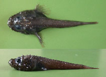 To FishBase images (<i>Cottunculus tubulosus</i>, by Orlov, A.)