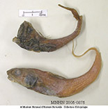 To FishBase images (<i>Coryphaenoides tydemani</i>, Philippines, by MNHN)