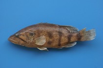 To FishBase images (<i>Coreoperca whiteheadi</i>, by CAFS)