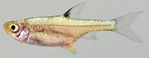 Image of Coptostomabarbus wittei (Upjaw barb)